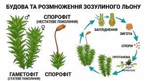 Зозулин льон схема будови та розмноження