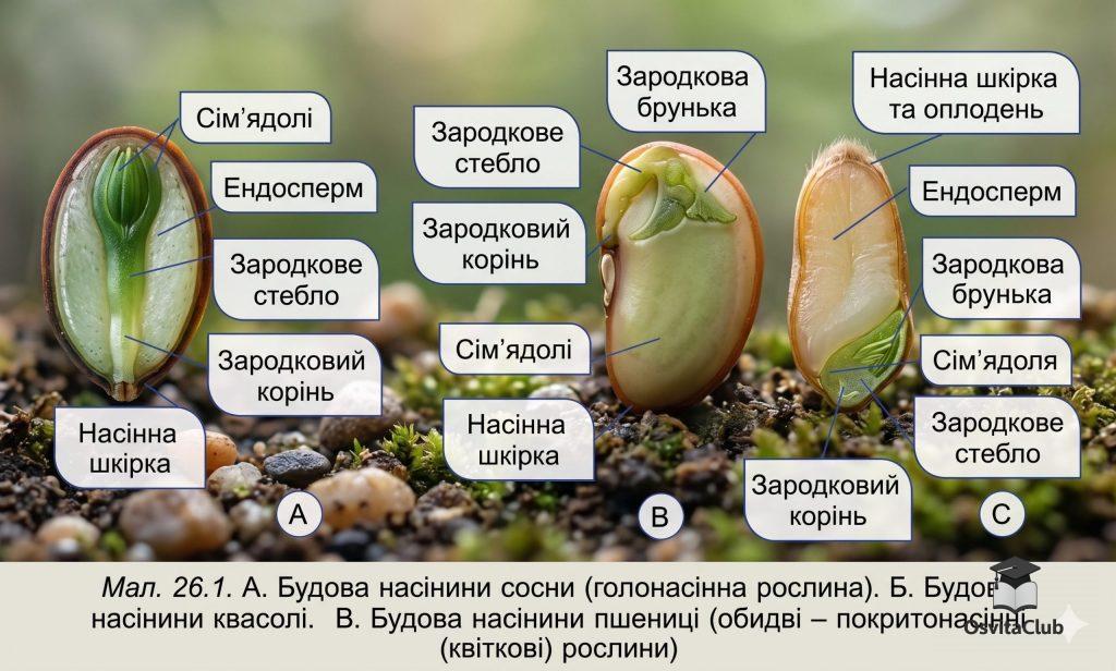 Будова насінини