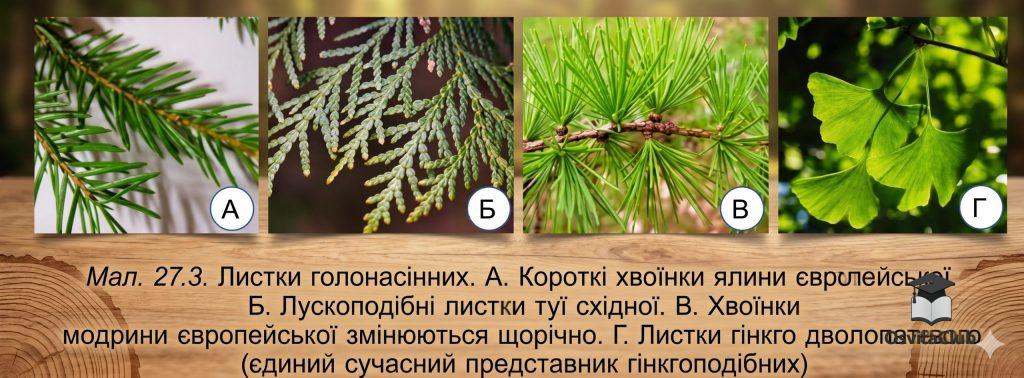 Особливості голонасінних рослин