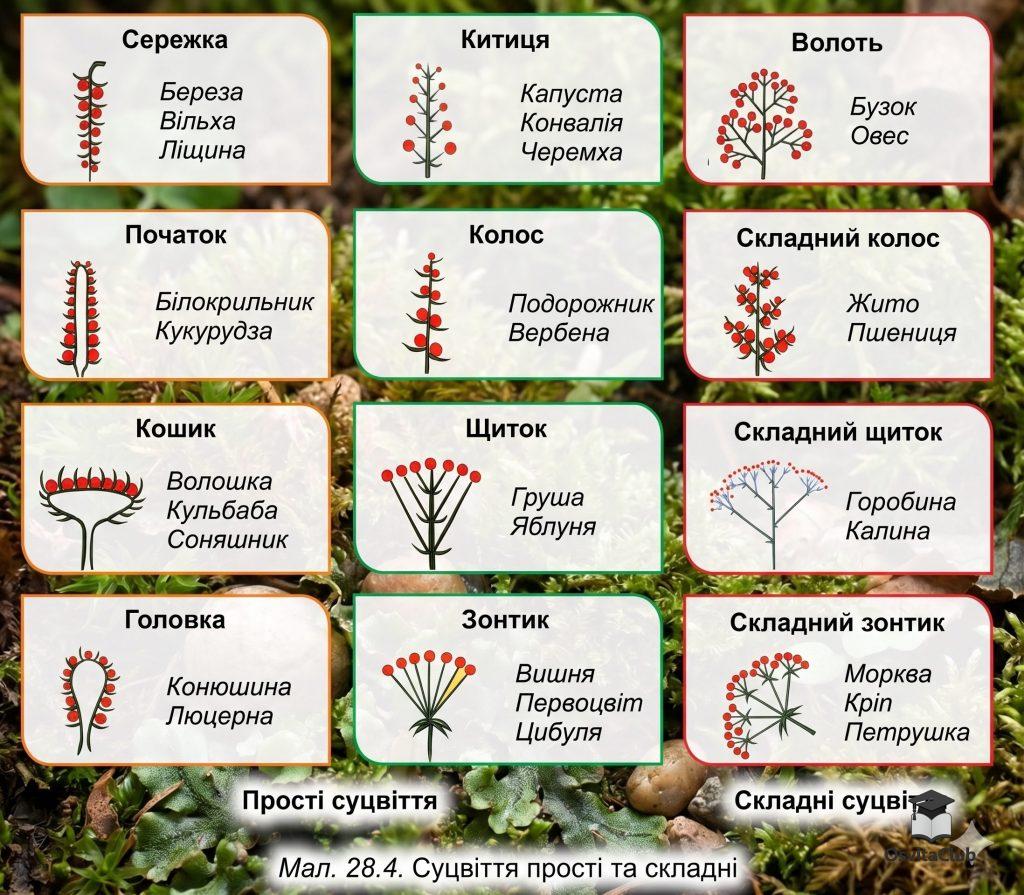 Суцвіття прості і складні