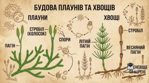 плауни та хвощі схема будови розмноження