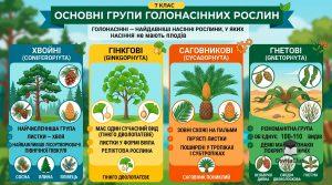 Групи голонасінних рослин - будова