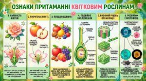 Квіткові рослини ознаки, еволюція