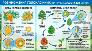 Розмноження голонасінних — цикл розвитку