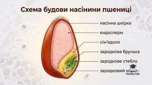 Будова насінини: схема