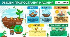 Проростання насіння - ключові чинники