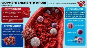 Формені елементи крові та їх функції